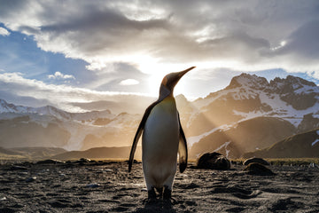 Penguin in the spotlight