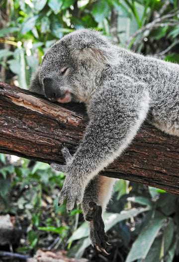 The Surprising Link Between Sleep and Your Sex Drive